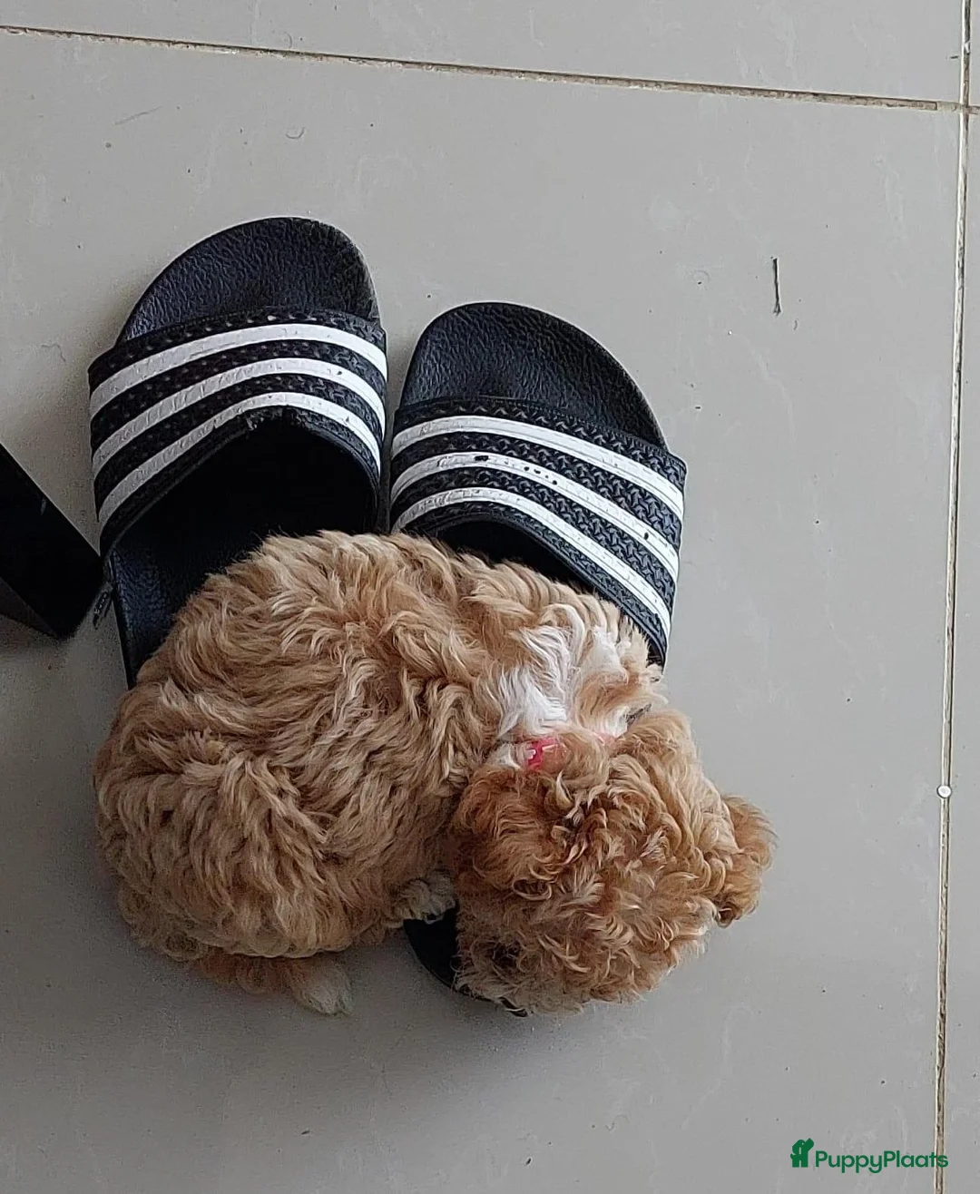 Kruising honden te koop: Maltipoo x Shih Tzu puppies - Advertentie 14