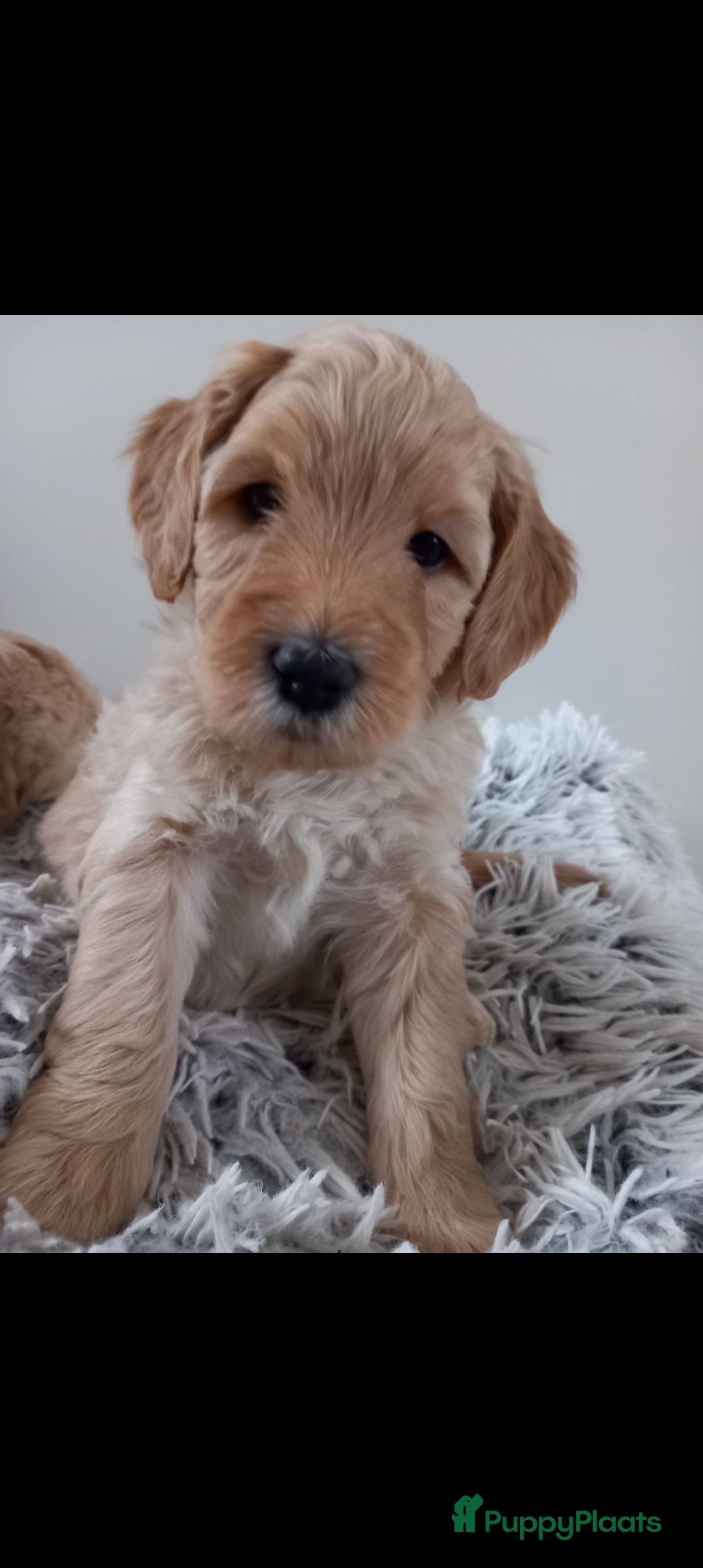 Kruising honden te koop: Prachtige Australian (halve) labradoodle puppies  - Advertentie 9