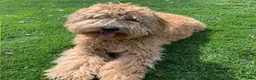 Labradoodle honden te koop: Labradoodle pups  - Advertentie 25