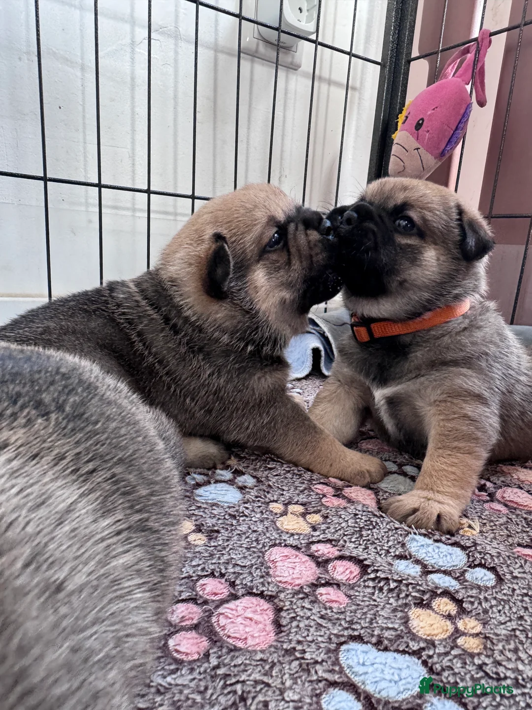 Retromops honden te koop: Prachtige retromopsjes - Advertentie 4