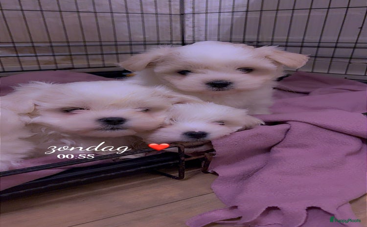 Maltezer honden - Advertentie 1