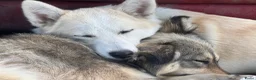 Kruising honden te koop: Reeva - Advertentie 6