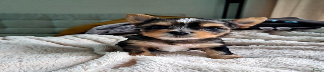 Yorkshire Terriër Puppy 2
