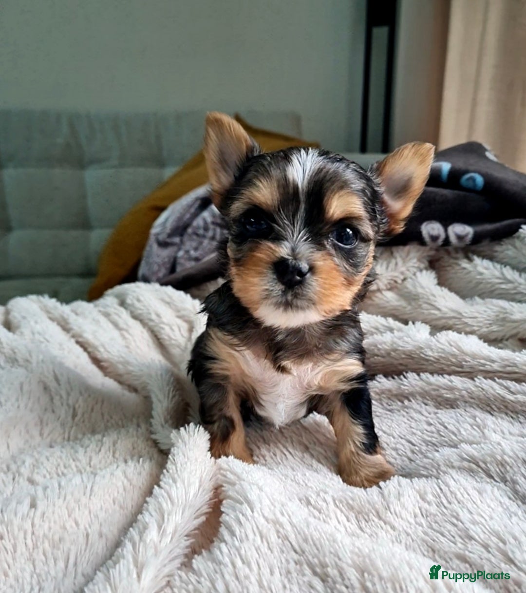 Yorkshire Terriër honden te koop: Yorkshire Terriër pups zoeken een liefdevol thuis! in Kortrijk - Afbeelding 6