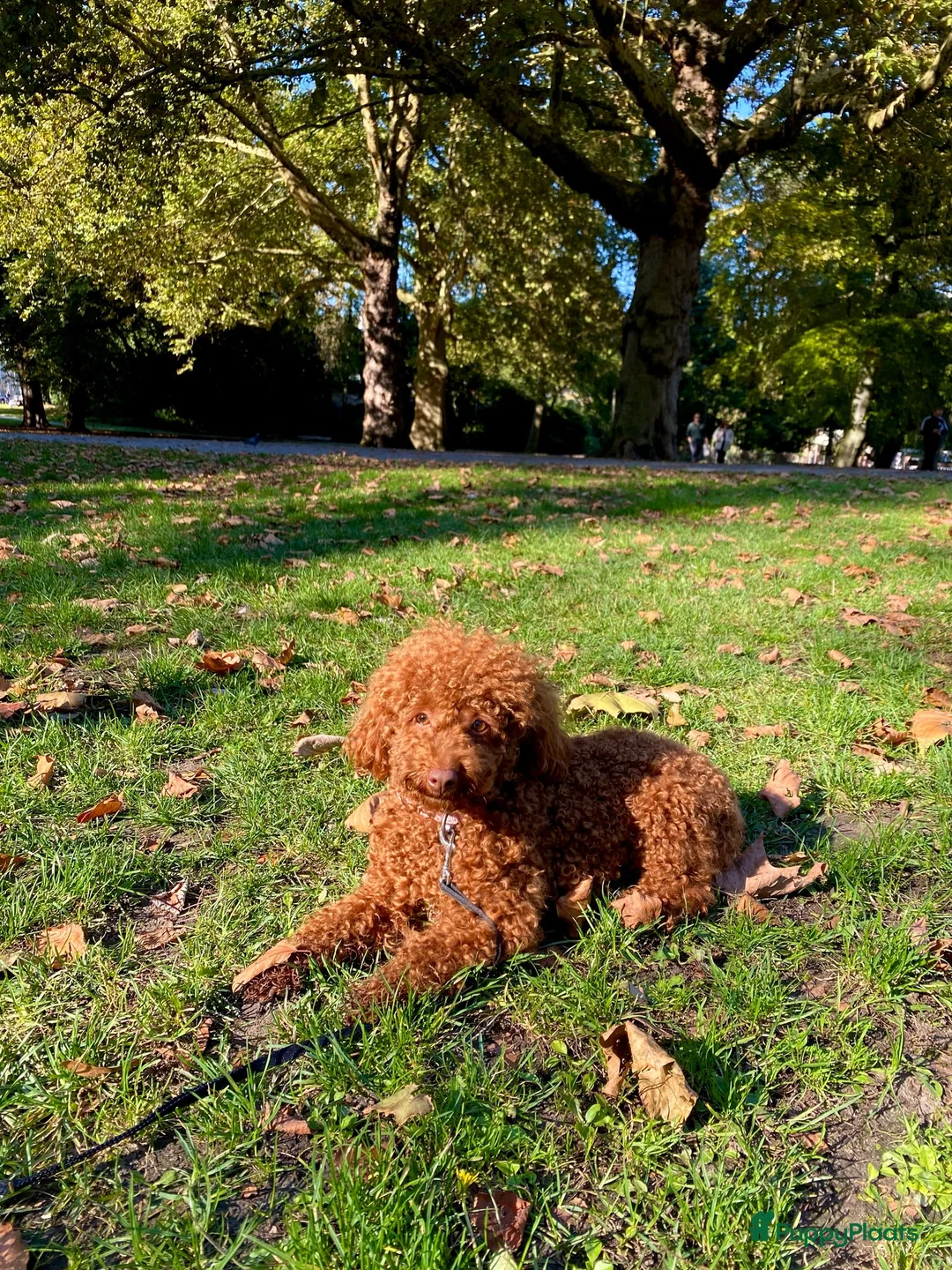 Poedel Toy honden te koop: Toy poedel abrikoos - Advertentie 9