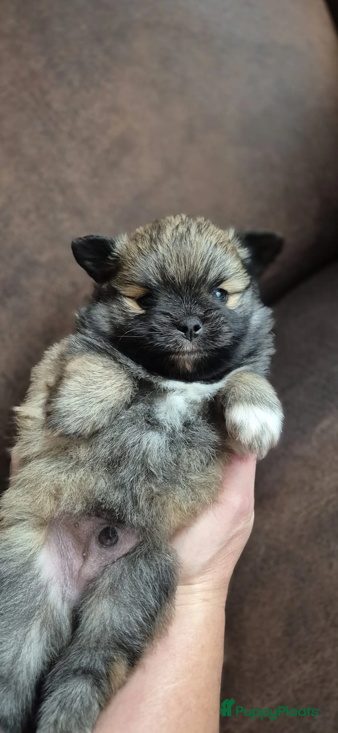 Kruising honden te koop: 3 reutjes - Advertentie 11