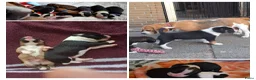 Kruising honden te koop: lieve kruising Beagle - Advertentie 11