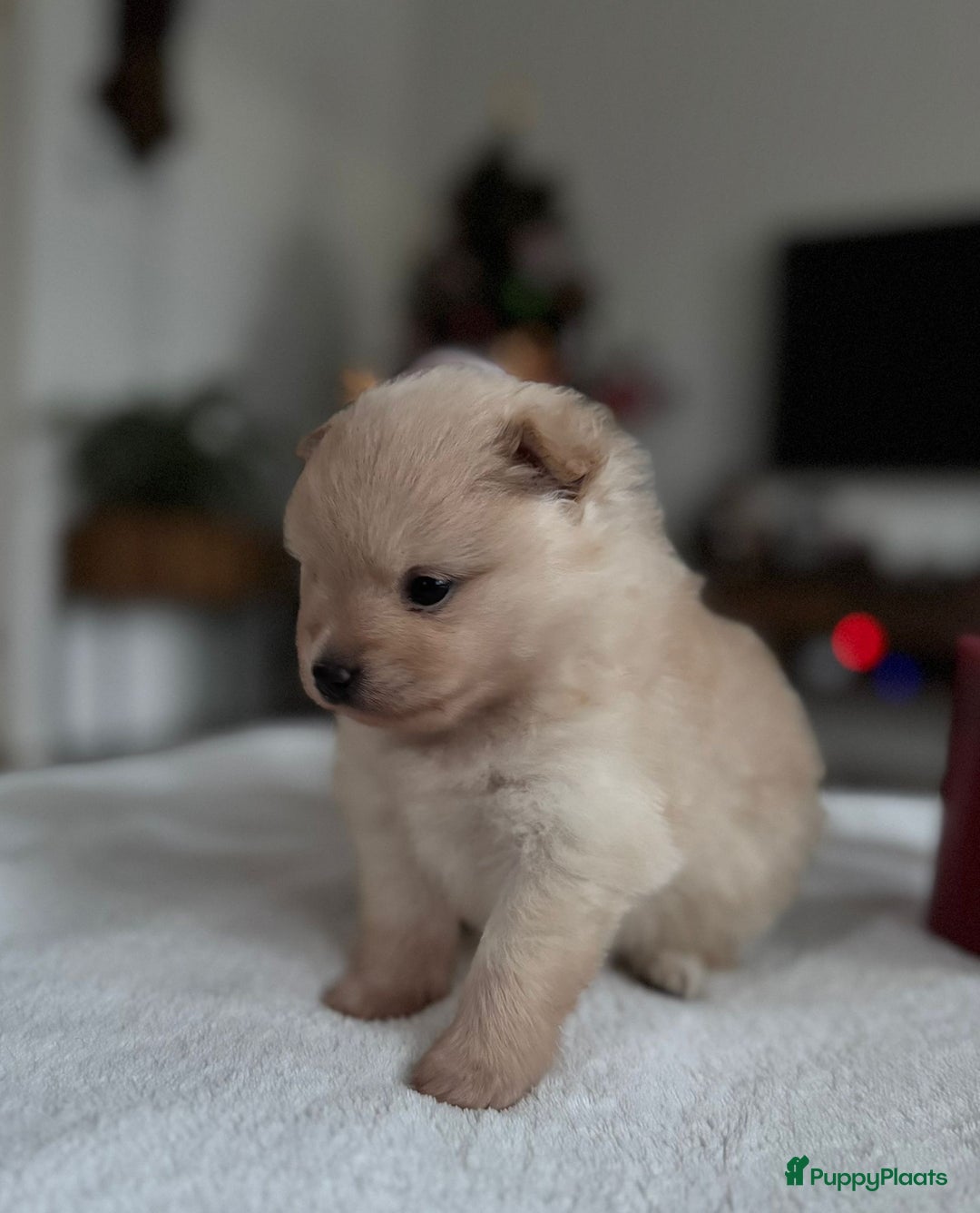 Pomeriaan honden te koop: Prachtige Pomeriaan pups  - Advertentie 3