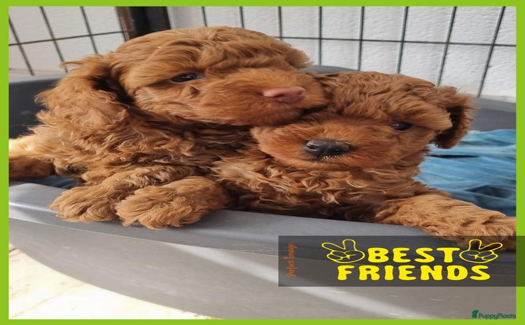 Poedel Toy honden - Advertentie 3
