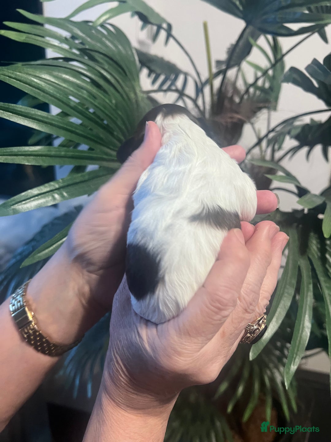 Cockapoo honden te koop: Cockapoo pups geboren  - Advertentie 13