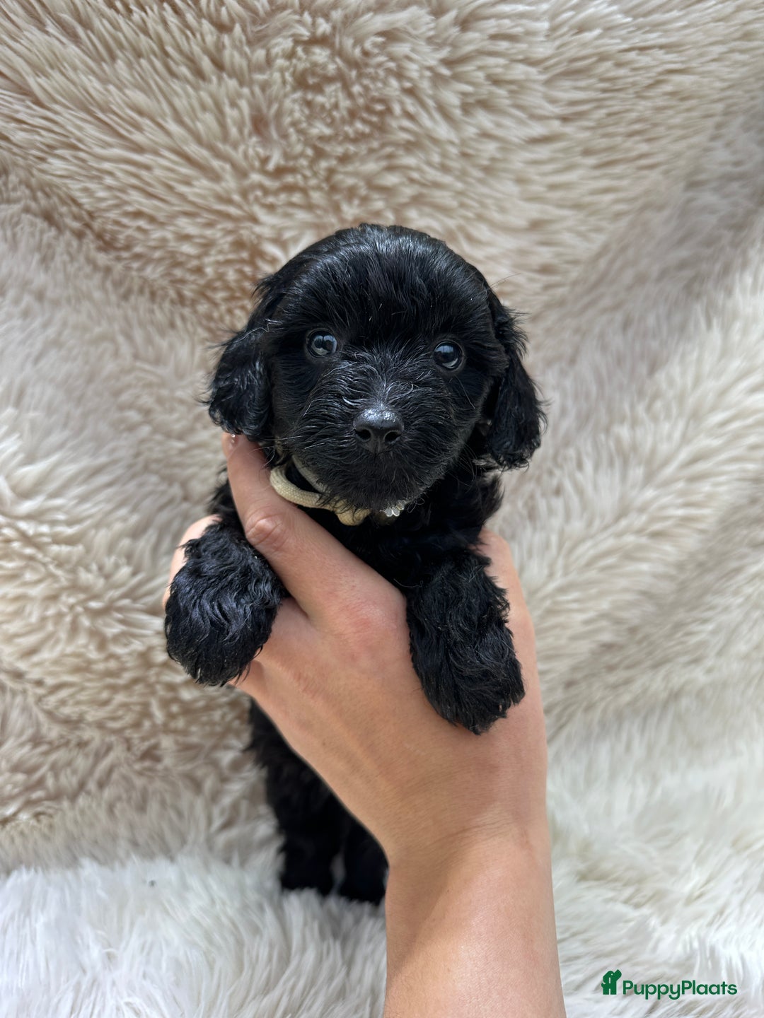 Poedel Toy honden te koop: Toy poedel teefjes - Advertentie 6