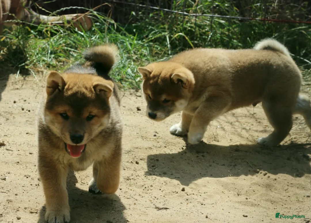 Shiba honden te koop: Shiba teefje met stamboom - Afbeelding 3