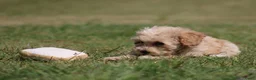 Maltipoo honden te koop: Knappe Maltipoo pups. - Advertentie 19