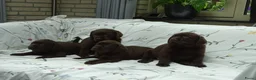Labrador Retriever honden te koop: Labrador pups ouders met stamboom - Advertentie 3