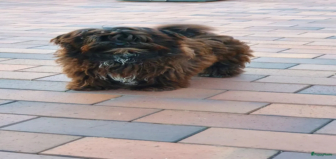 Galerij afbeelding {{count}}