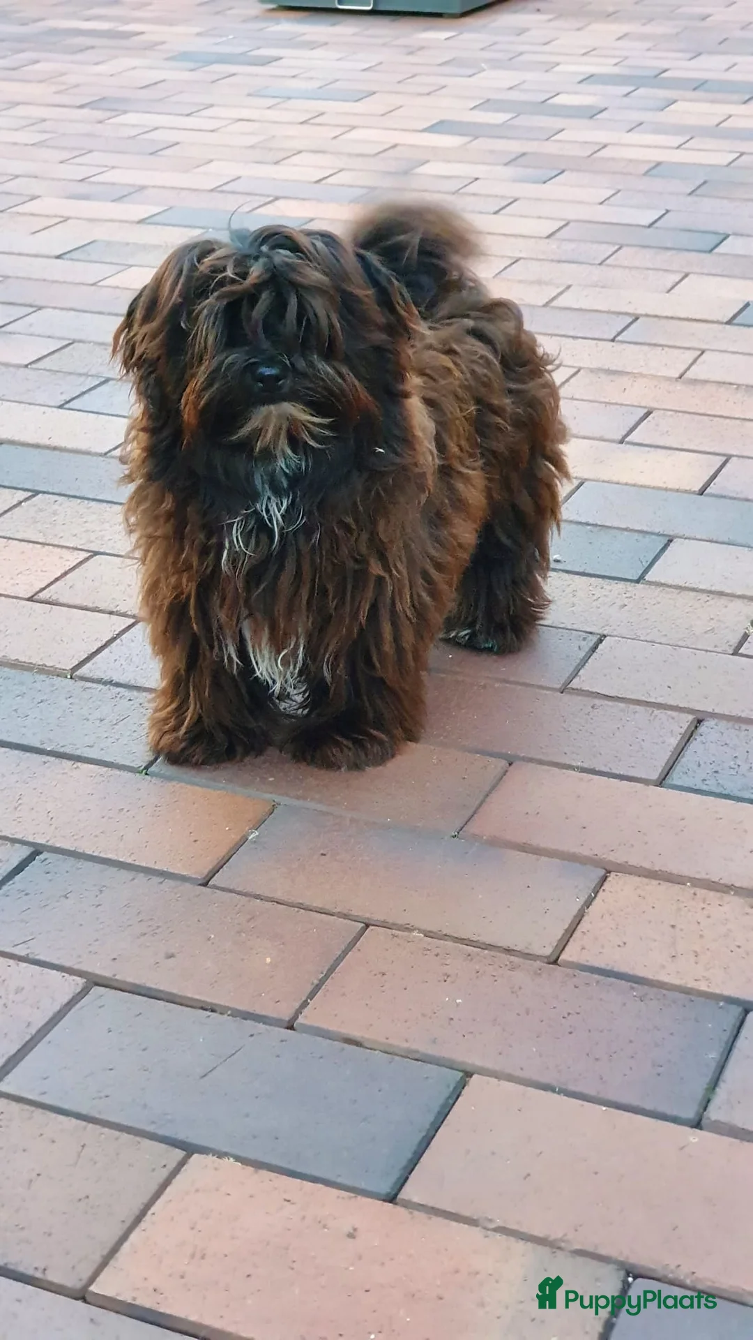 Galerij afbeelding {{count}}