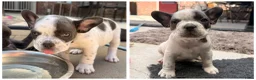 Franse Bulldog honden te koop: Franse bulldog pups - Merle- grey/blue-white/grey - Advertentie 9