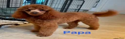 Poedel Toy honden te koop: Prachtig nestje toy poedel rood en abricot Poedels - Advertentie 18
