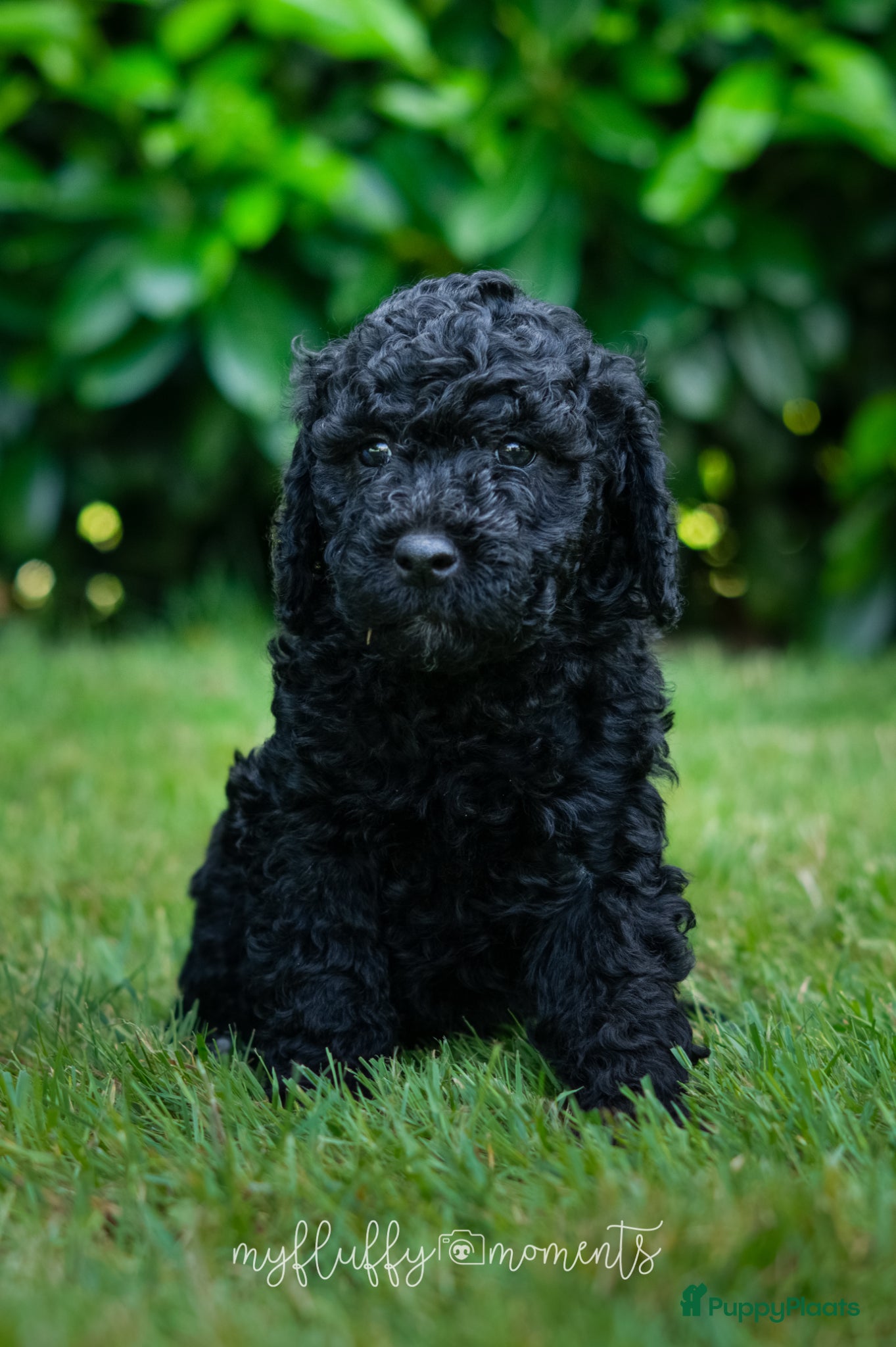 Labradoodle honden te koop: Prachtige Labradoodle pups mogen verhuizen  - Advertentie 4