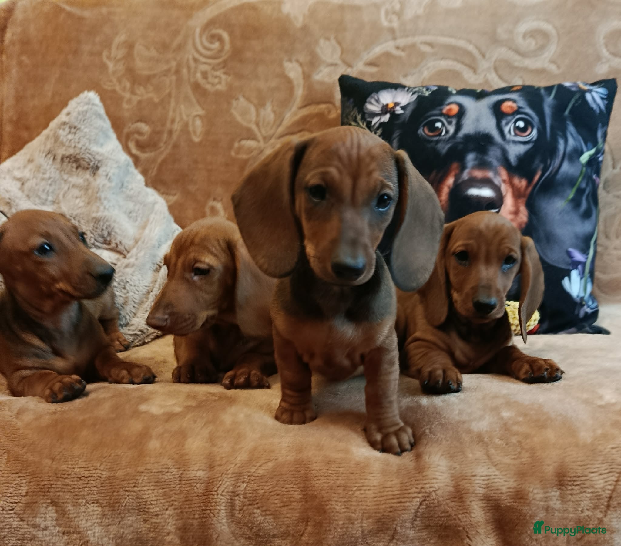 Teckel (korthaar)  honden Prachtige kortharige standaard teckel pups  - Advertentie 2