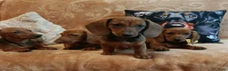 Teckel (korthaar)  honden te koop: Prachtige kortharige standaard teckel pups  - Advertentie 2