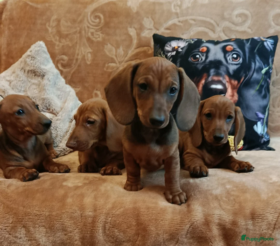 Teckel (korthaar)  honden te koop: Prachtige kortharige standaard teckel pups  - Advertentie 2
