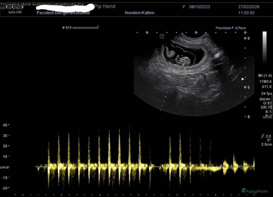 Australian Labradoodle honden te koop: Australian labradoodle pups te reserveren  in Waddinxveen - Advertentie 4