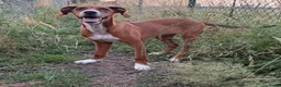 Kruising honden te koop: Ninna - Advertentie 3