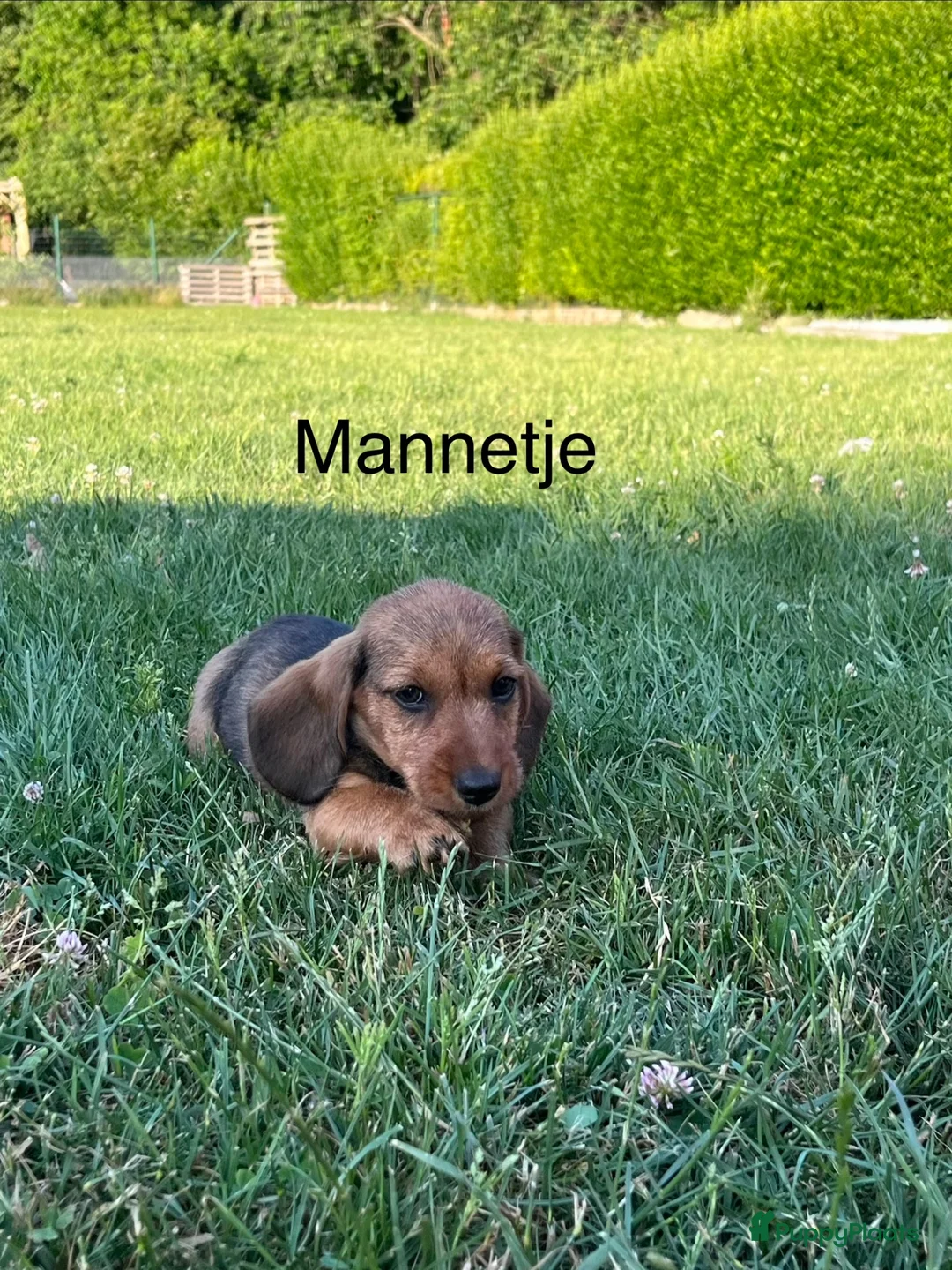 Kruising honden te koop: Dwerg teckel pupjes  - Advertentie 2