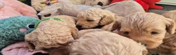 Cockapoo honden te koop: Kleine maat cockapoo pups - Advertentie 24