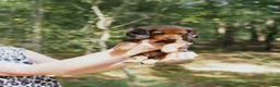 Teckel (langhaar) honden te koop: Teckel pups langhaar kleine dwerg - Advertentie 10
