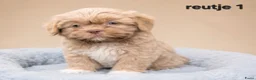 Kruising honden te koop: Prachtige boomer pups. Shih tzu maal maltezer. - Advertentie 11