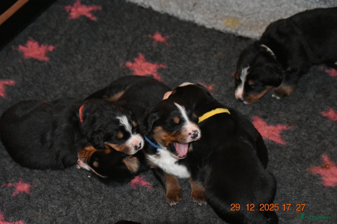 Berner Sennenhond honden te koop: Prachtige Berner Sennen Pups - Advertentie 5