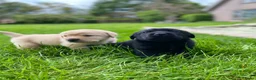 Labrador Retriever honden te koop: Labrador pups met een 👑 - Advertentie 7