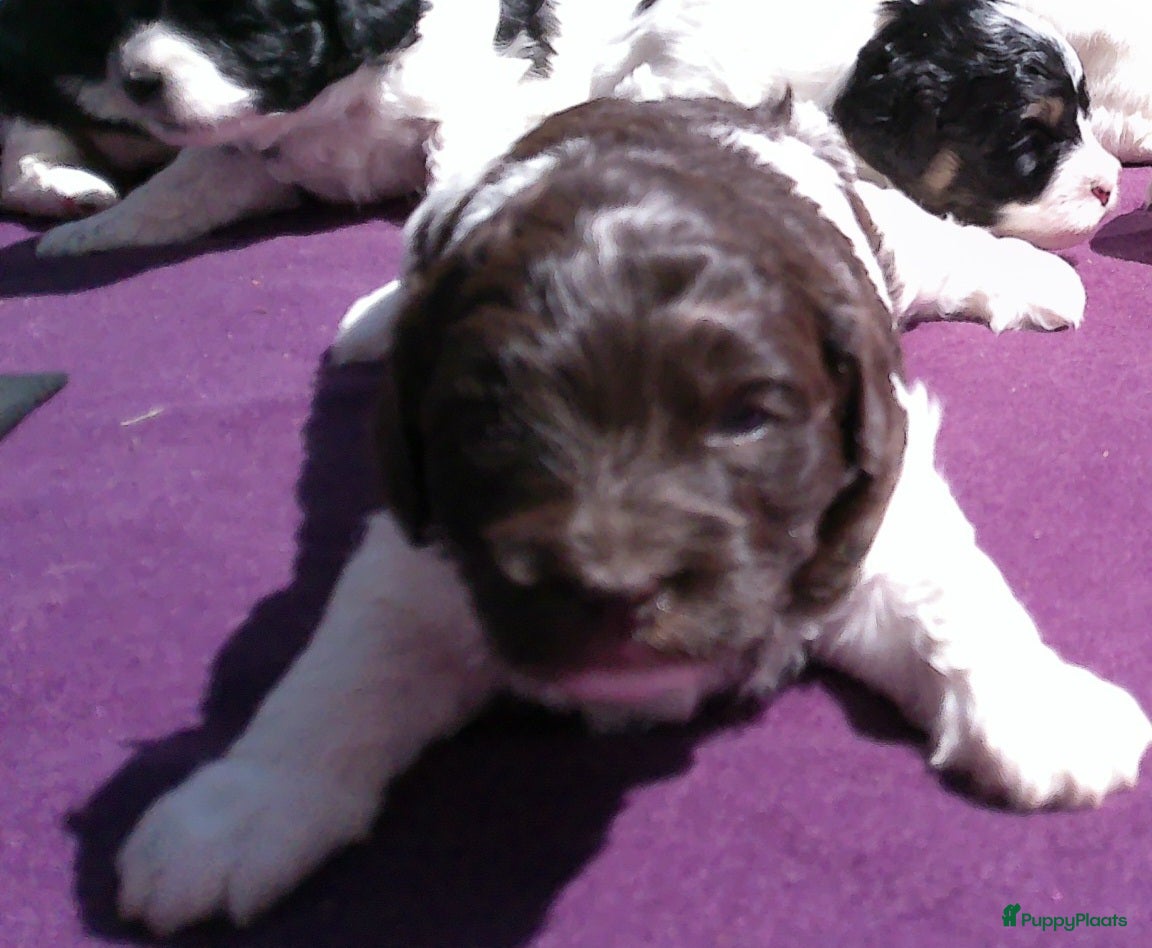Shihpoo honden Lieve zachte shihpoo pupjes te koop - Advertentie 1