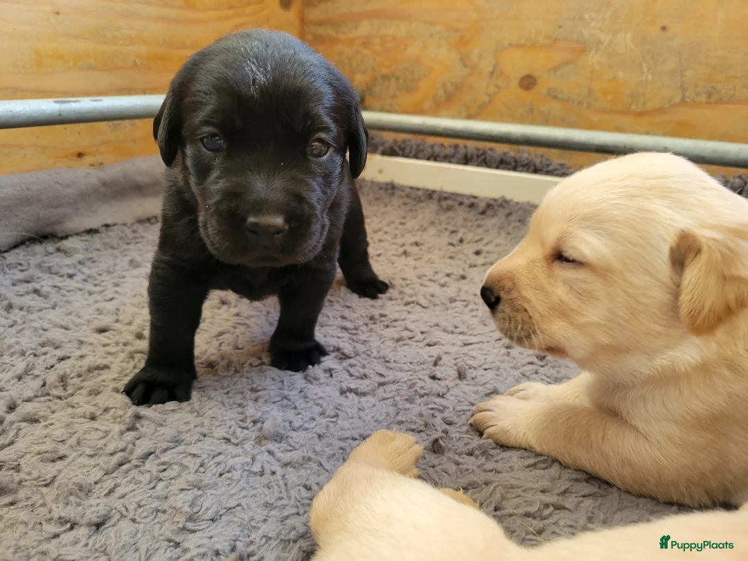 Labrador Retriever honden te koop: STAMBOOM FIELDTRIAL LABRADOR PUPS - Advertentie 12
