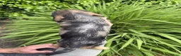 Ruwhaar Teckel honden te koop: zeer mooie ruwharige teckel pups zeer mooiekleuren - Advertentie 3