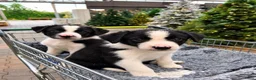 Border Collie honden te koop: Border collie puppy's in Oude Pekela - Advertentie 30