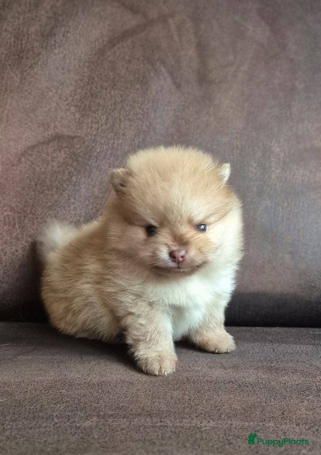 Kruising honden te koop: 3 reutjes - Advertentie 36