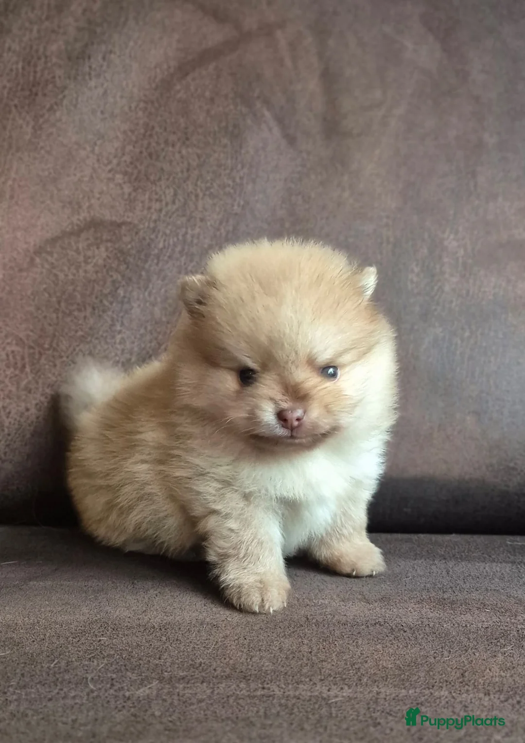 Kruising honden te koop: 3 reutjes - Advertentie 36