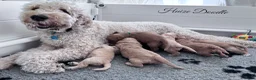 Goldendoodle honden te koop: Standaard goldendoodle pups fleece vacht - Advertentie 5