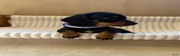 Teckel (korthaar)  honden te koop: Lieve speelse dwerg teckeltjes  - Advertentie 5