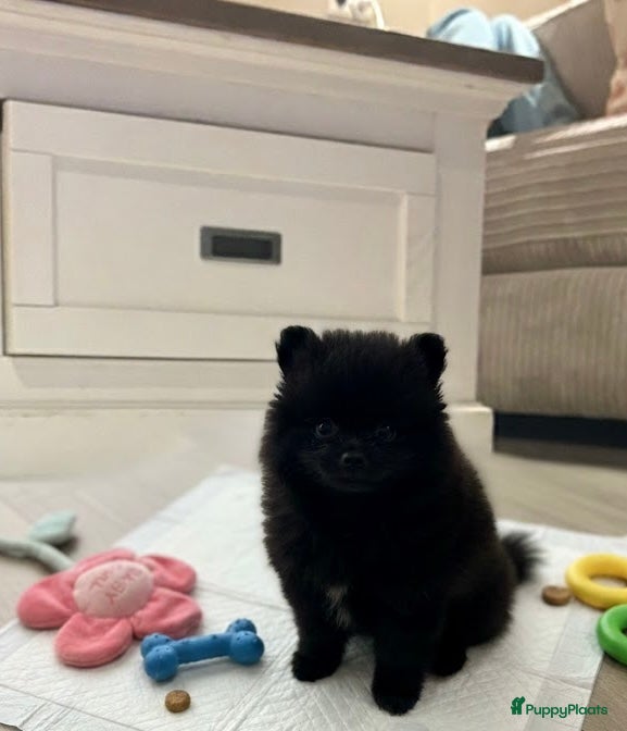 Pomeriaan honden Pomeriaan pups  - Advertentie 5