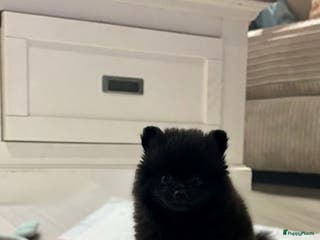 Pomeriaan honden Pomeriaan pups - Advertentie 5