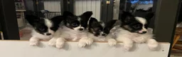 Vlinderhondje honden te koop: Papillon (vlinderhondjes) met FCI stamboom - Advertentie 2