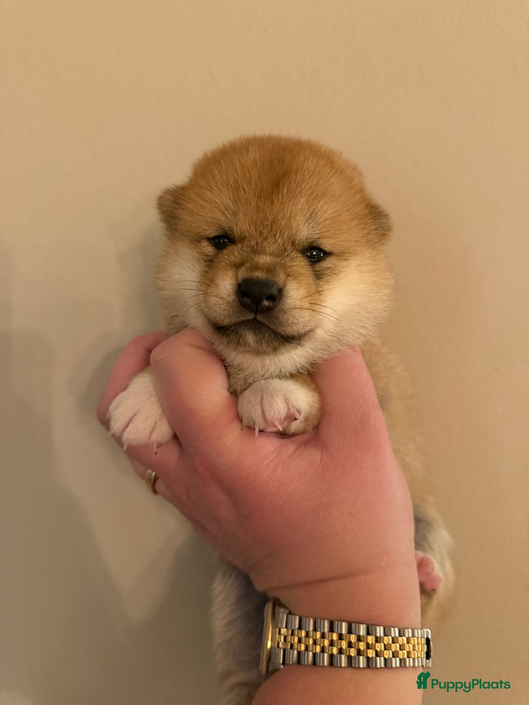 Shiba honden te koop: Shiba pups geboren uit geteste ouders - Advertentie 7