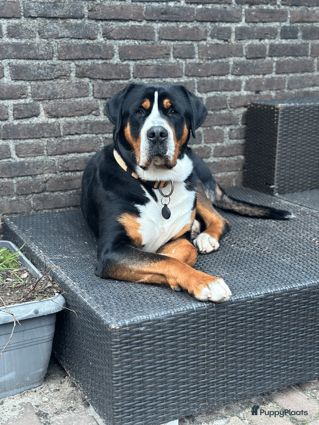 Grote Zwitserse Sennenhond honden te koop: Grote Zwitserse Sennen pups (27-11) - Advertentie 5