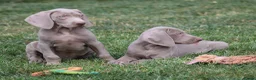 Weimarse Staande Hond korthaar honden te koop: Weimaraner pups - Advertentie 2