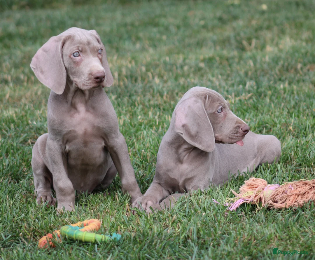 Weimarse Staande Hond korthaar honden te koop: Weimaraner pups - Advertentie 2