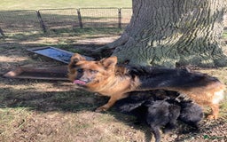 Duitse Herder honden te koop: Prachtige langharige Duitse herder met rechte rug - Afbeelding 15